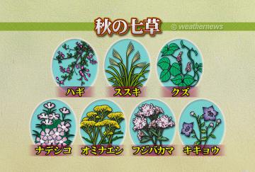 秋の七草