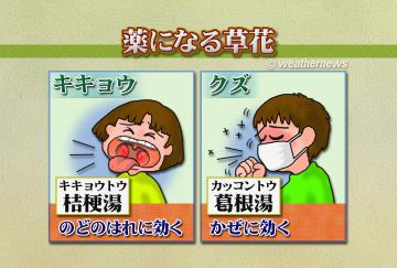 薬になる草花