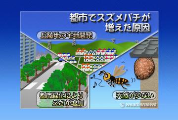 スズメバチ