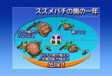 スズメバチの巣の一年
