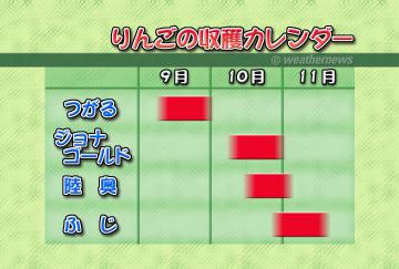 りんごの収穫カレンダー