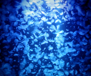 加茂水族館