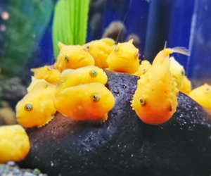 新江ノ島水族館