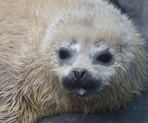 おたる水族館