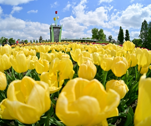 砺波チューリップ公園