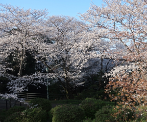 西公園