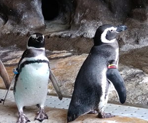 しながわ水族館
