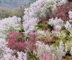 花見山公園
